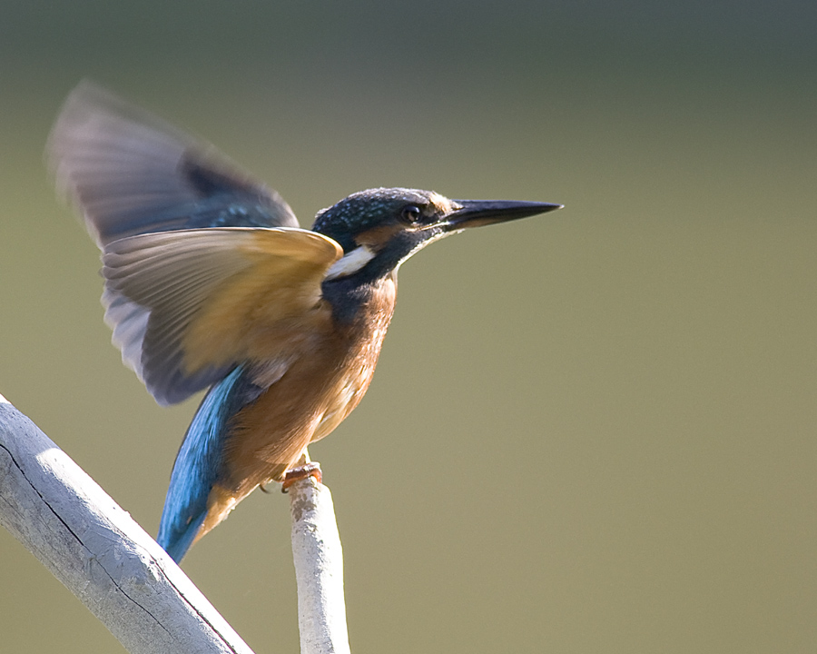 Piccola serie del martin pescatore